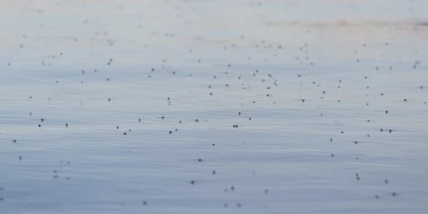 Mosquitoes on the lake — Stock Photo, Image