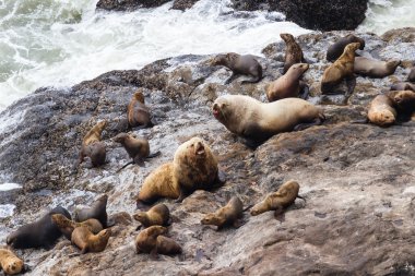 Deniz Aslanları Oregon