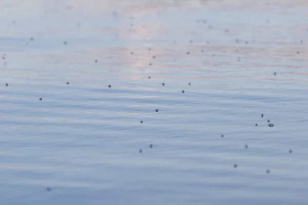 Mosquitoes on the lake — Stock Photo, Image