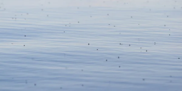 Mosquitoes on the lake — Stock Photo, Image