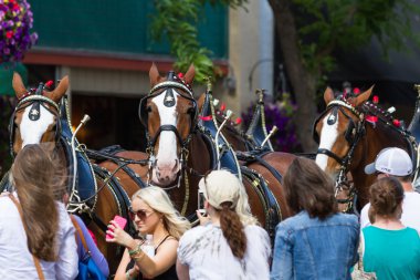 Budweiser atlar Coeur d'Alene, Idaho