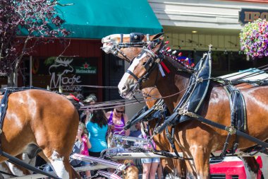 Budweiser atlar Coeur d'Alene, Idaho