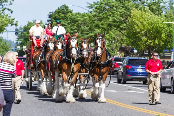Budweiser Clydesdales in Coeur d' Alene, Idaho — Stock Photo, Image