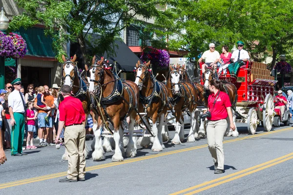 Budweiser Clydesdales в Coeur d' Alene, Айдахо — стокове фото