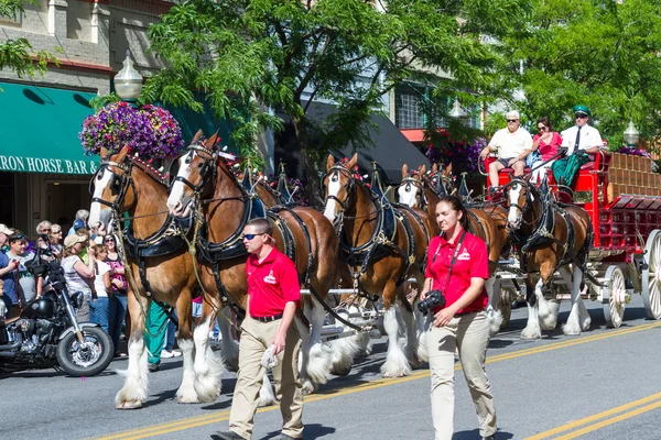 Budweiser Clydesdales v Coeur d' Alene, Idaho — Stock fotografie