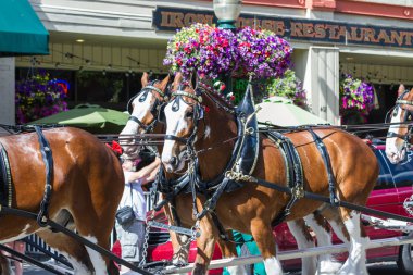 Budweiser atlar Coeur d'Alene, Idaho
