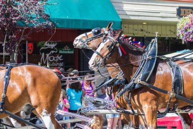 Budweiser atlar Coeur d'Alene, Idaho