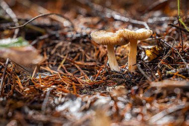Kuzeybatı Pasifik 'in orman tabanında büyüyen bir çift huni mantarını kapatın..