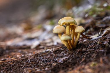 Yoğun, canlı bir küme olan, yosunlu, nemli orman zemininde yetişen sarı-turuncu başlıkları ve soluk sapları ile birlikte kükürt mantarları (Hypholoma fasciculare)..