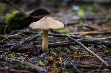 Güney Oregon orman zemininin çalıları ve enkazları arasında duran tek bir vahşi mantarın güzel, düşük açılı bir fotoğrafı..