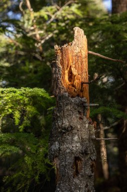 Güney Oregon Ormanı 'ndaki çürüyen, kırık bir ağaç gövdesinin dikey bir fotoğrafı. Güneş ışığıyla aydınlatılmış..