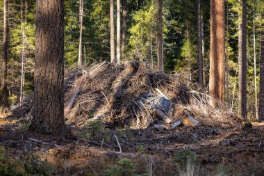 Güneşli bir Güney Oregon kozalaklı ormanında mevsimsel kontrollü yanmayı bekleyen siyah bir muşambayla kaplı bir çalılık ve odunsu enkaz yığınının odaklanmış bir manzara görüntüsü..