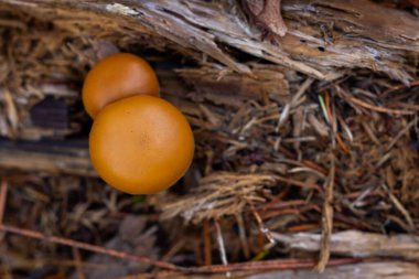 Bir ya da iki küçük, yuvarlak, turuncu-kahverengi mantar kaplamalı odaklanmış makro kare, orman zemininin çürüyen ahşap ve döküntüleri..