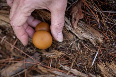 Bir ya da iki küçük, yuvarlak, turuncu-kahverengi mantar kaplamalı odaklanmış makro kare, orman zemininin çürüyen ahşap ve döküntüleri..