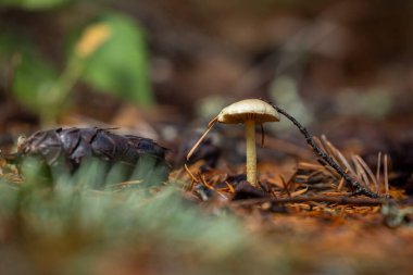 İnce saplı ve kahverengi şapkalı, parlak yeşil yosunlardan oluşan bir yatakta duran küçük, yalnız bir mantarın (muhtemelen bir Mycena türü) büyüleyici bir makro fotoğrafı..