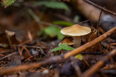 Soluk kahverengi, solungaçlı, ince saplı bir mantarın makro fotoğrafı, karanlık, nemli orman zemininden ortaya çıkıyor..