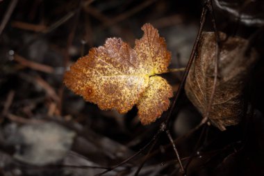 Keskin bir makro fotoğraf ıslak, canlı sarı-kahverengi broşür bir zemin örtüsü veya böğürtlen asma, siyah, odak dışı bir arka plan karşı dinleniyor nemli orman zemin.