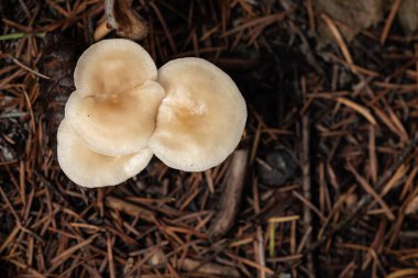 Üç soluk sarı-bronz mantarın, kalın, kırmızımsı kahverengi halı, kuru çam iğneleri ve orman enkazından oluşan bir kümede sıkıca büyüyen düşük açılı, güneşli bir makro görünüm..
