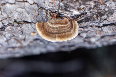 Yaban Türkiye Kuyruğu mantarlarının (Trametes versicolor ya da Coriolus versicolor) koyu, çürüyen bir kütük üzerinde üst üste yığılmış katmanlar halinde büyüyen göz seviyesi, makro yakın çekimi.