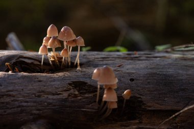 Tek bir mantarın düşük açılı makro görüntüsü, kırmızı, sarı ve beyaz parçacıkların yer aldığı, canlı ve karmaşık renkler içerir..