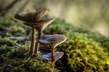 Üç solungaçlı mantarın göz kamaştırıcı düşük açılı makro çekimi. Koyu, şeffaf kapaklı, parlak yeşil yosunlardan oluşan bir yatakta büyüyen bir küme..