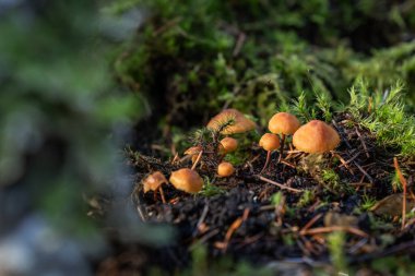 Yeşil yosun ve ölü yapraklar arasında büyüyen parlak turuncu başlıklı mantar kümesine odaklanan bir makro fotoğraf, yumuşak, doğal ışık mantarları vurguluyor..