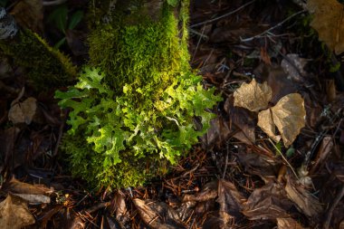 Bir ağaç gövdesinin gri ve beyaz kabuğuna yapışmış, yakın çekim, büyük bir loş, marul benzeri liken, muhtemelen akciğer otu (Lobaria pulmonaria) bir küme odaklanan makro çekim.