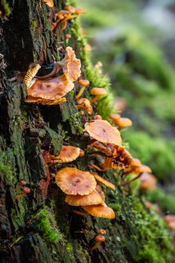 Dikey odaklı bir fotoğraf, bir ağaç gövdesinin ağır desenli, çürüyen kabuğundan çıkan çok sayıda küçük, parlak turuncu mantarı (Mycena veya Flammulina) gösterir..