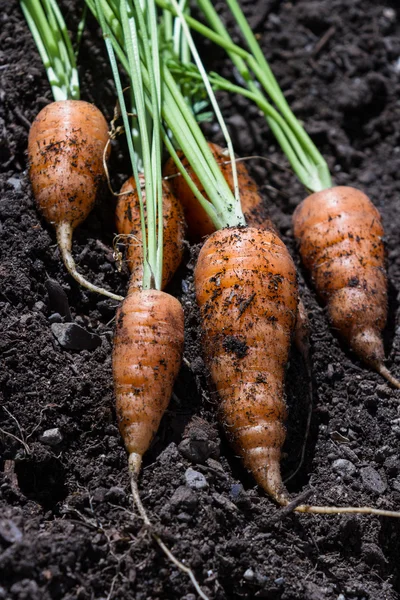 Jardín zanahorias frescas —  Fotos de Stock