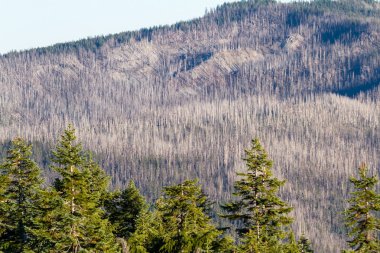 viski yumurta porsiyon