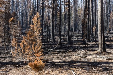 Bir vahşi yangından sonra orman