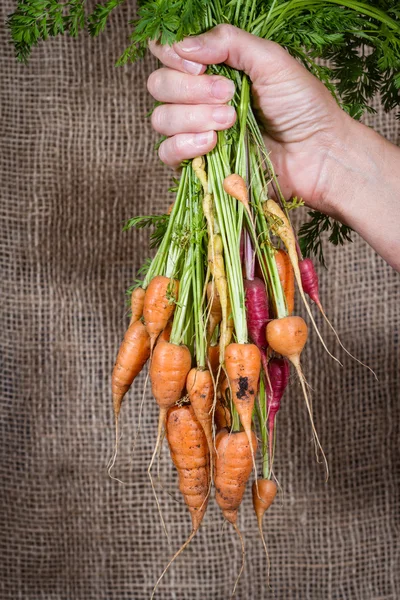 Jardín zanahorias frescas —  Fotos de Stock