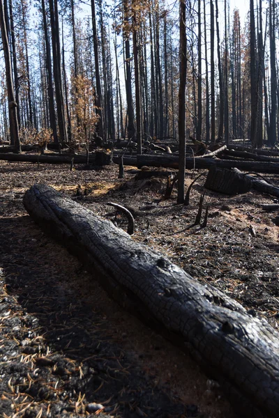 A floresta depois de um incêndio selvagem — Fotografia de Stock
