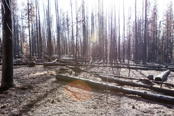 A floresta depois de um incêndio selvagem — Fotografia de Stock