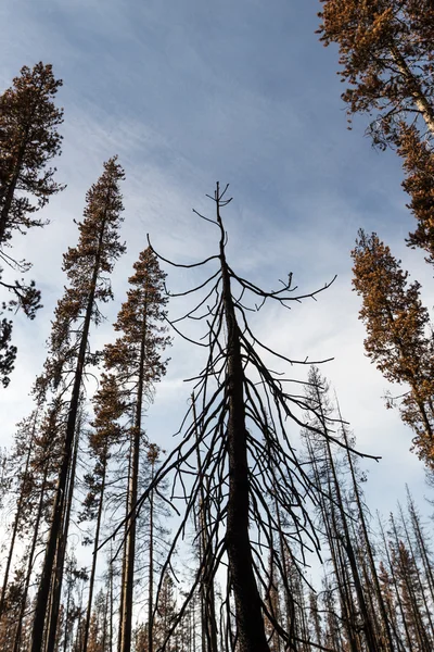 A floresta depois de um incêndio selvagem — Fotografia de Stock