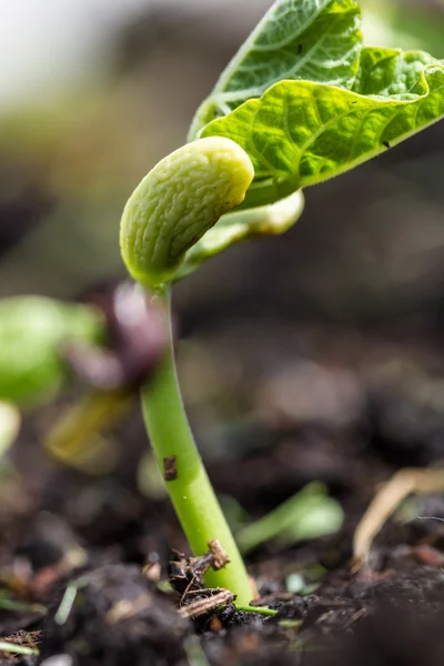 Planta de feijão macro — Fotografia de Stock