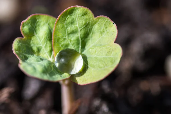 Plant holding a water drop — Stock Photo, Image