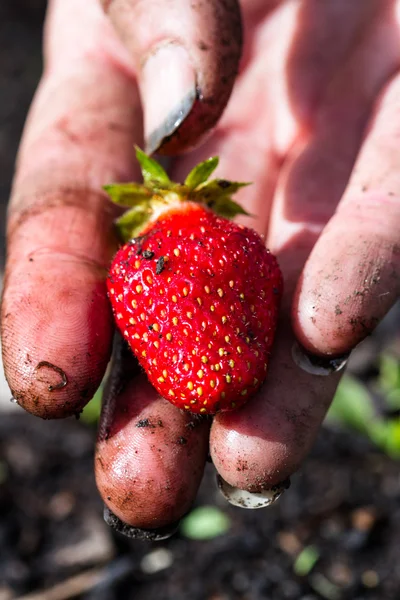 Frische Bio-Erdbeere — Stockfoto