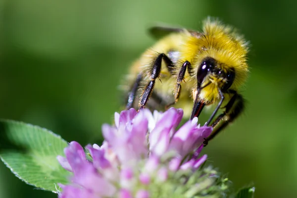 Bee on a flower — Stock Photo, Image