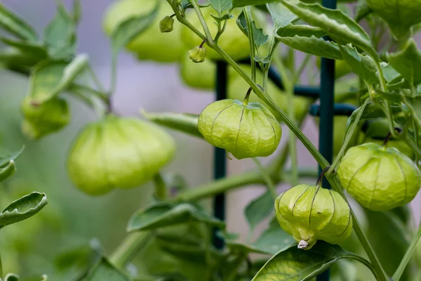 Tomatillos verdes orgânicos — Fotografia de Stock