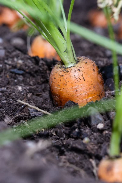 Jardín zanahorias frescas —  Fotos de Stock