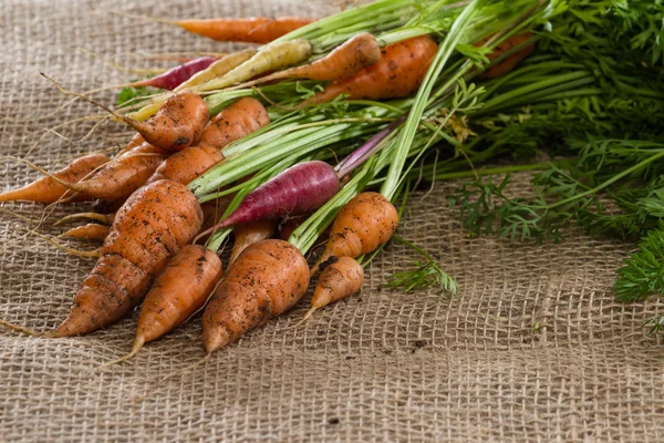 Jardín zanahorias frescas —  Fotos de Stock