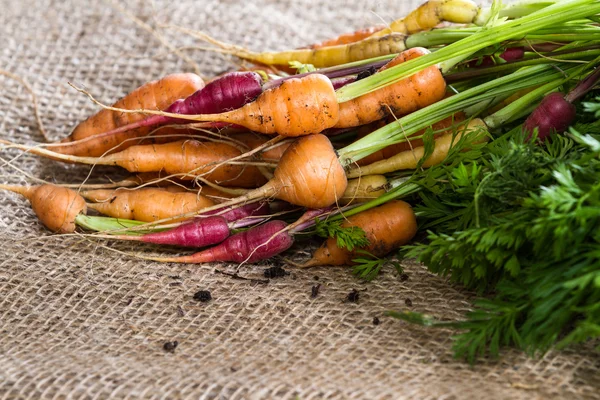 Jardín zanahorias frescas —  Fotos de Stock