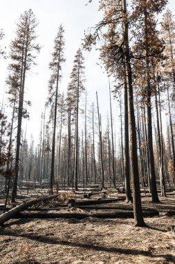 Bir vahşi yangından sonra orman