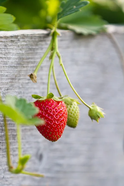 Frische Bio-Erdbeere — Stockfoto