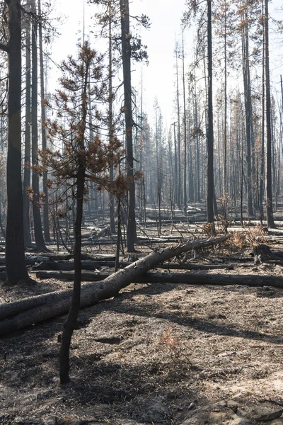 La forêt après un feu de forêt — Photo