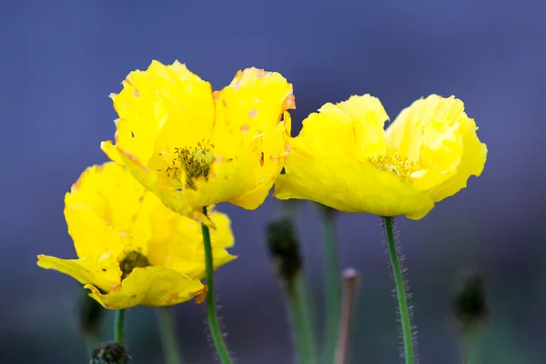 盛开的金色罂粟 — 图库照片