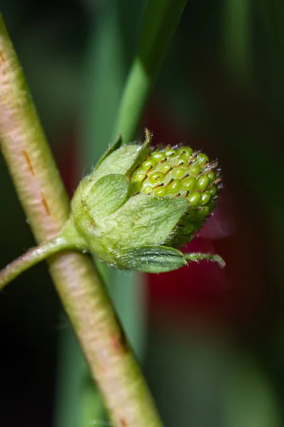 Primo piano verde fragola — Foto Stock
