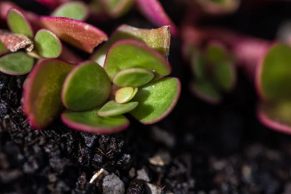 Claytonia perfoliata - laitue pourpre — Photo