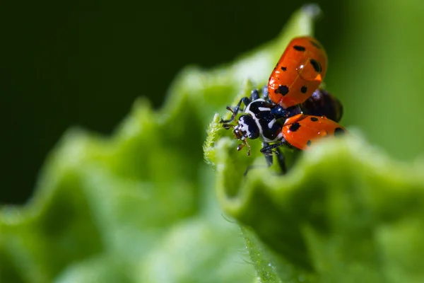 Coccinella arancione macro — Foto Stock